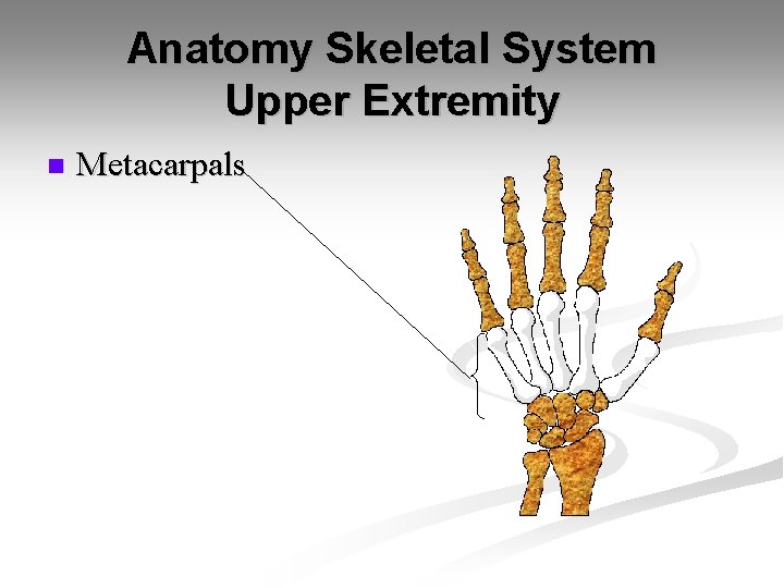 Anatomy Skeletal System Upper Extremity n Metacarpals 
