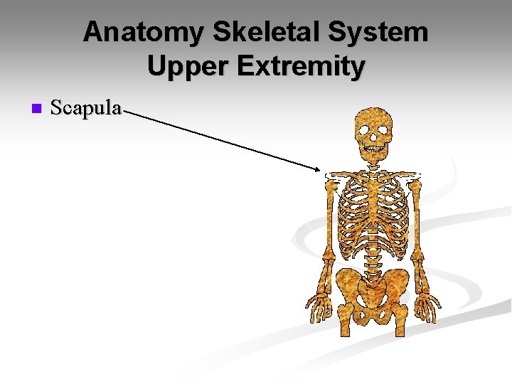Anatomy Skeletal System Upper Extremity n Scapula 