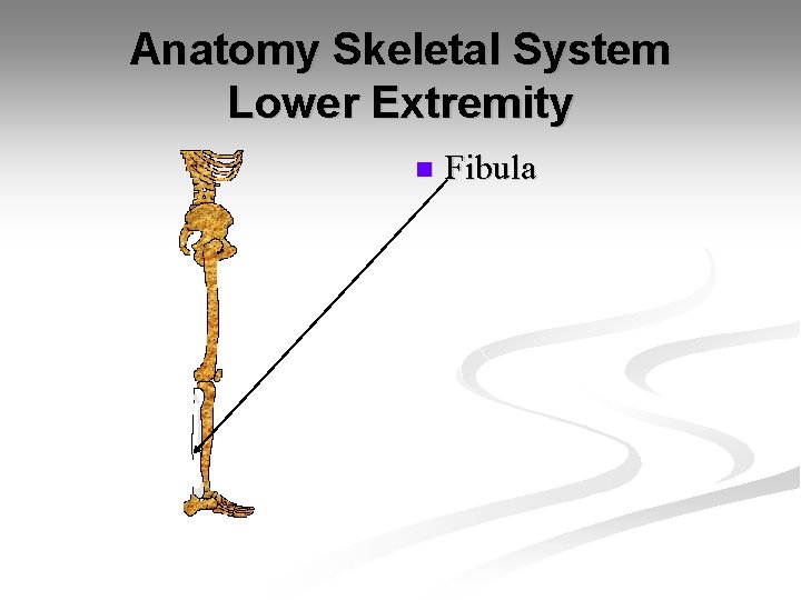 Anatomy Skeletal System Lower Extremity n Fibula 