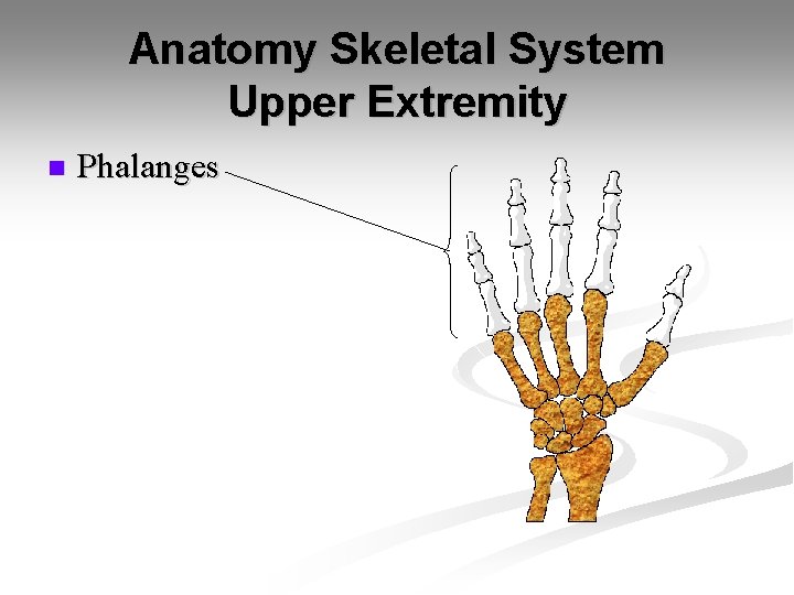 Anatomy Skeletal System Upper Extremity n Phalanges 