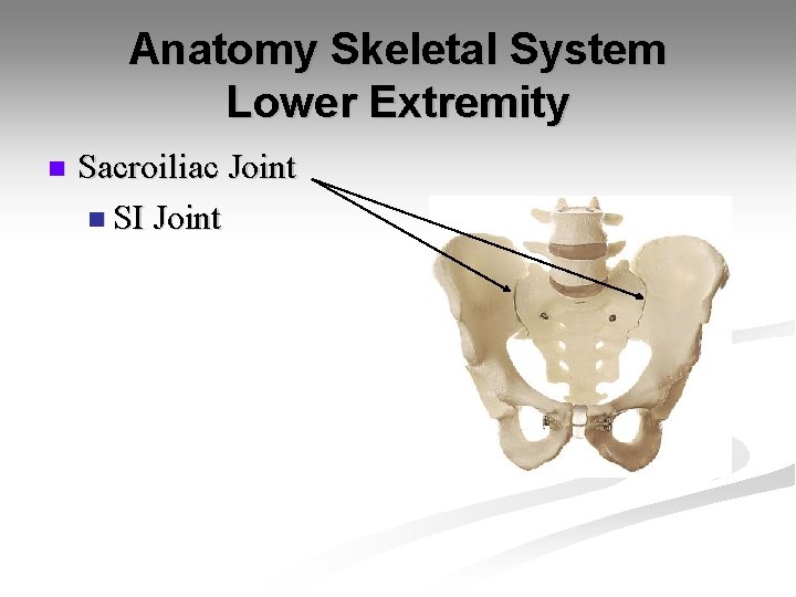 Anatomy Skeletal System Lower Extremity n Sacroiliac Joint n SI Joint 