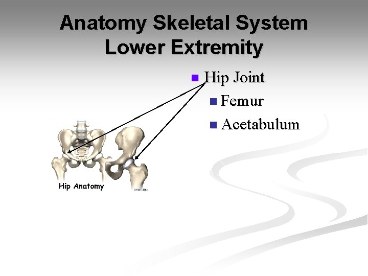 Anatomy Skeletal System Lower Extremity n Hip Joint n Femur n Acetabulum 