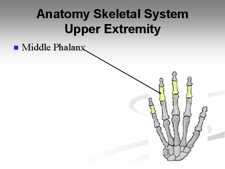 Anatomy Skeletal System Upper Extremity n Middle Phalanx 