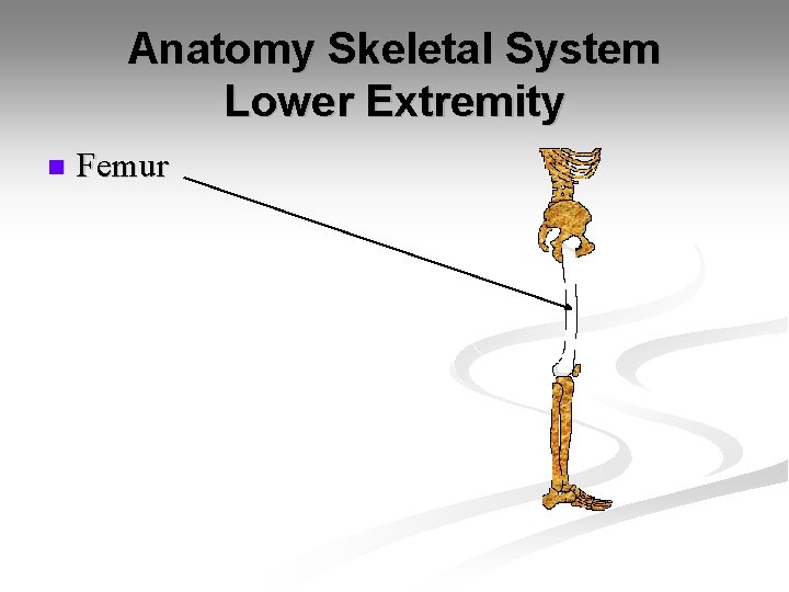 Anatomy Skeletal System Lower Extremity n Femur 