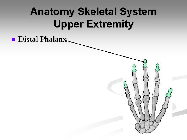 Anatomy Skeletal System Upper Extremity n Distal Phalanx 