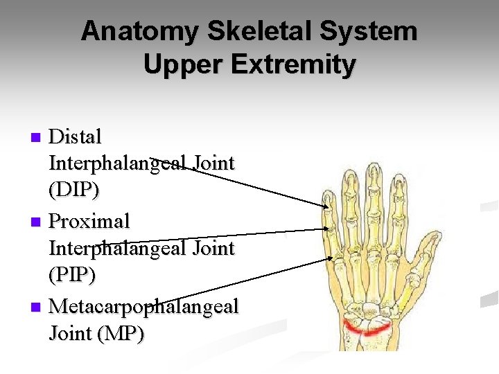 Anatomy Skeletal System Upper Extremity Distal Interphalangeal Joint (DIP) n Proximal Interphalangeal Joint (PIP)