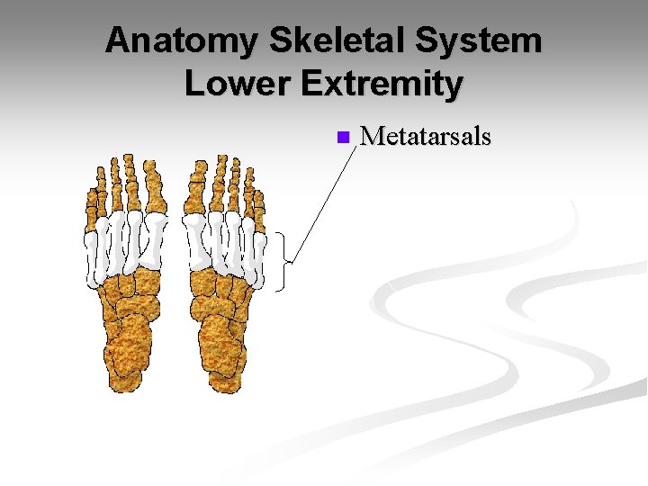 Anatomy Skeletal System Lower Extremity n Metatarsals 