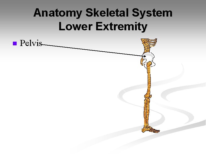 Anatomy Skeletal System Lower Extremity n Pelvis 