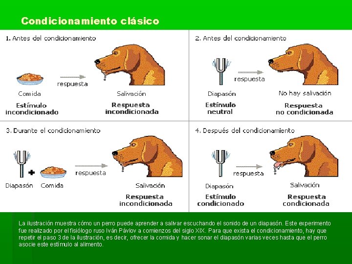Condicionamiento clásico La ilustración muestra cómo un perro puede aprender a salivar escuchando el