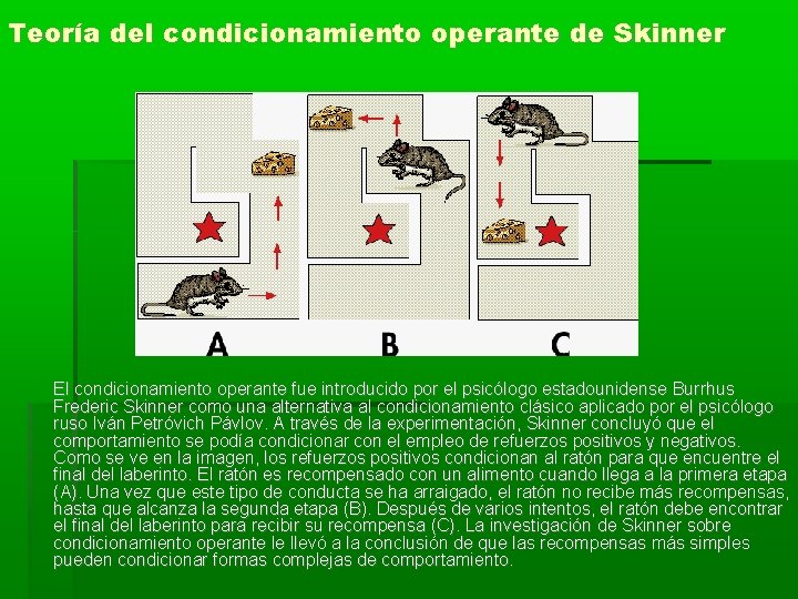 Teoría del condicionamiento operante de Skinner El condicionamiento operante fue introducido por el psicólogo