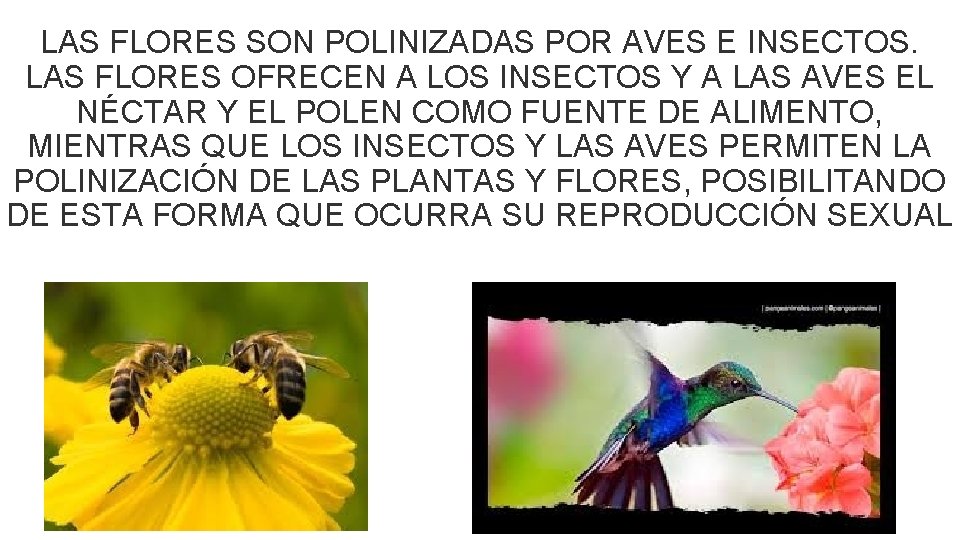 LAS FLORES SON POLINIZADAS POR AVES E INSECTOS. LAS FLORES OFRECEN A LOS INSECTOS