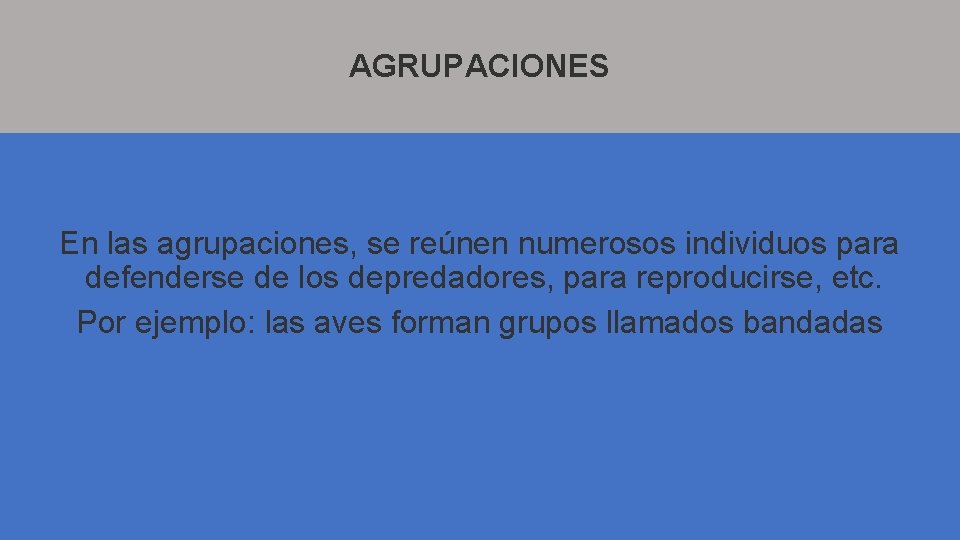 AGRUPACIONES En las agrupaciones, se reúnen numerosos individuos para defenderse de los depredadores, para