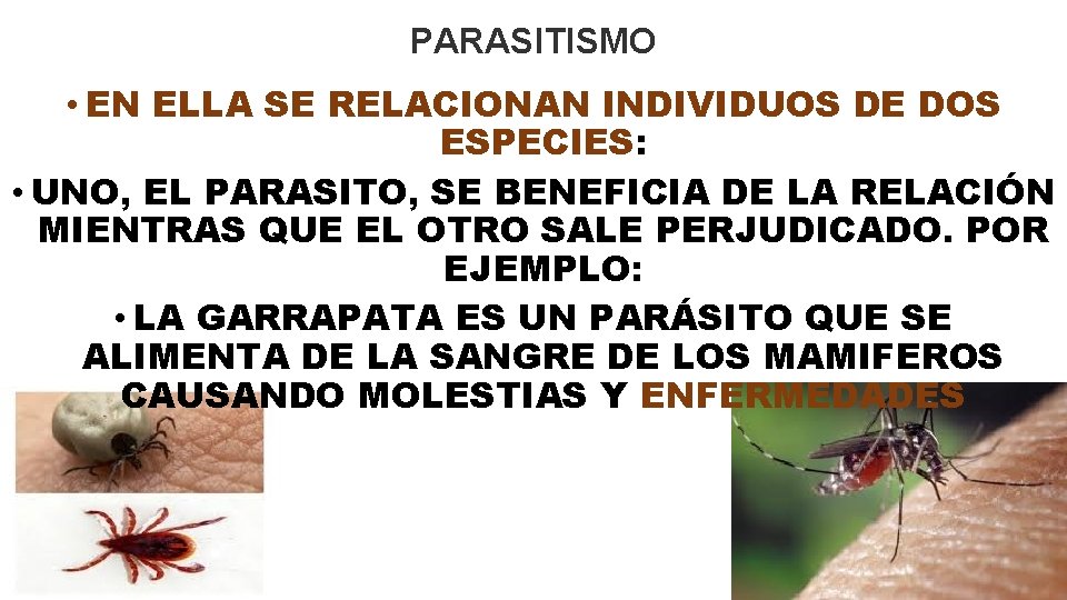 PARASITISMO • EN ELLA SE RELACIONAN INDIVIDUOS DE DOS ESPECIES: • UNO, EL PARASITO,