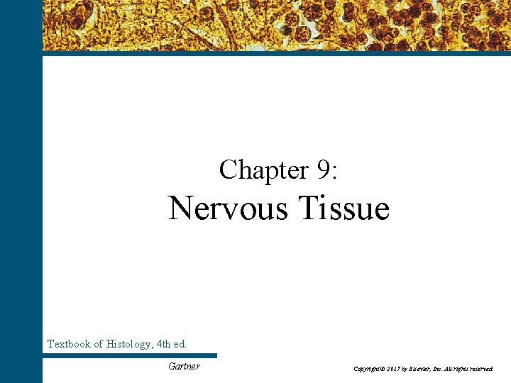 Chapter 9: Nervous Tissue Textbook of Histology, 4 th ed. Copyright © 2017 by