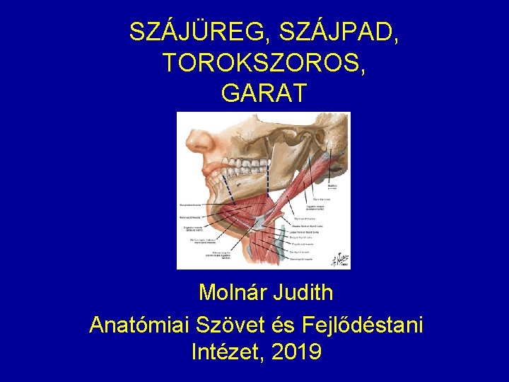 SZÁJÜREG, SZÁJPAD, TOROKSZOROS, GARAT Molnár Judith Anatómiai Szövet és Fejlődéstani Intézet, 2019 