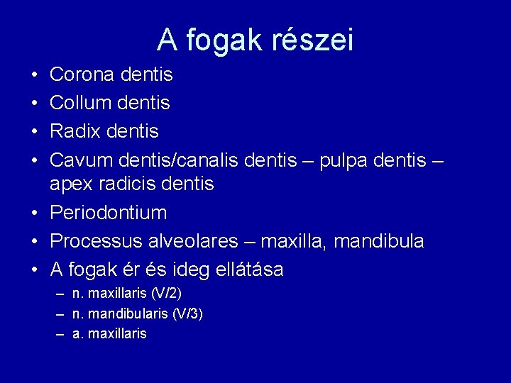 A fogak részei • • Corona dentis Collum dentis Radix dentis Cavum dentis/canalis dentis