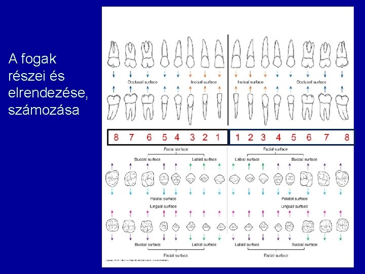 A fogak részei és elrendezése, számozása 