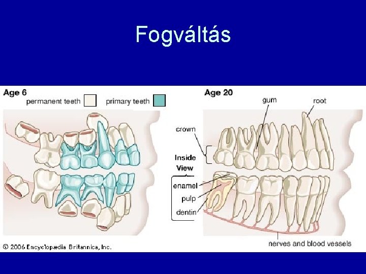 Fogváltás 