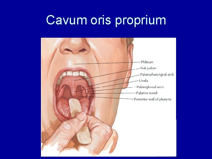 Cavum oris proprium 