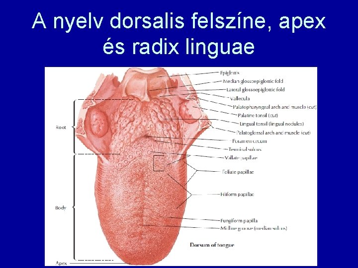 A nyelv dorsalis felszíne, apex és radix linguae 