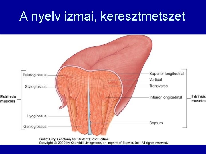 A nyelv izmai, keresztmetszet 