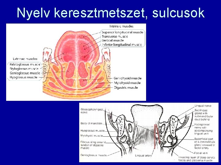 Nyelv keresztmetszet, sulcusok 