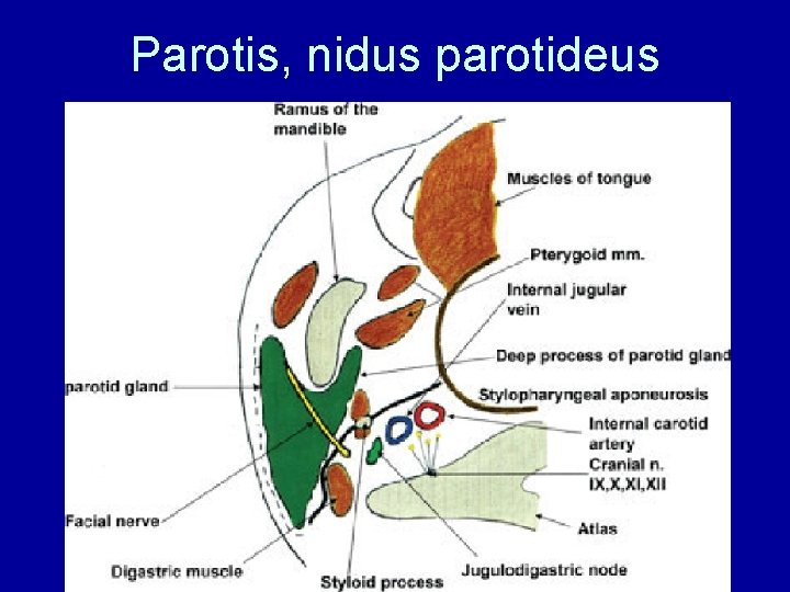 Parotis, nidus parotideus 