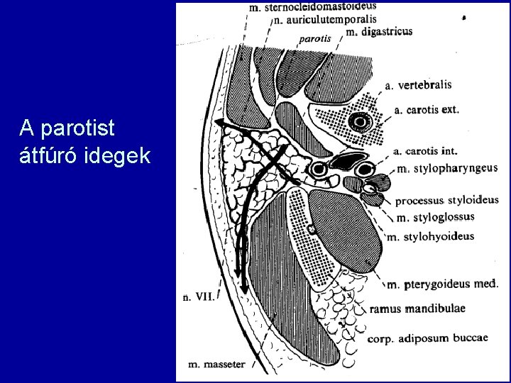 A parotist átfúró idegek 