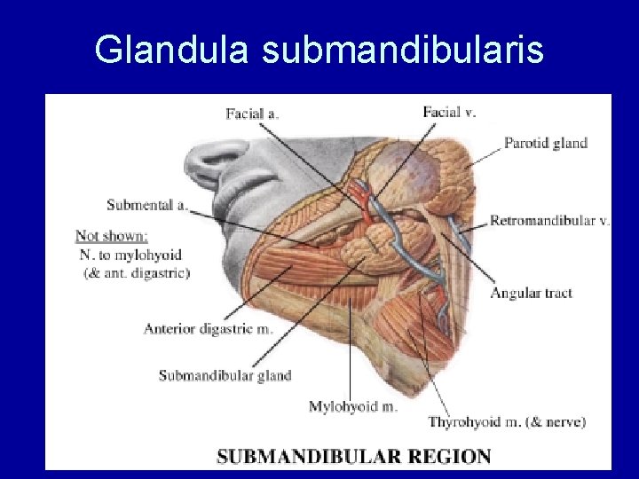 Glandula submandibularis 