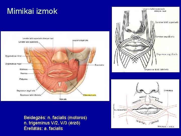 Mimikai izmok Beidegzés: n. facialis (motoros) n. trigeminus V/2, V/3 (érző) Érellátás: a. facialis