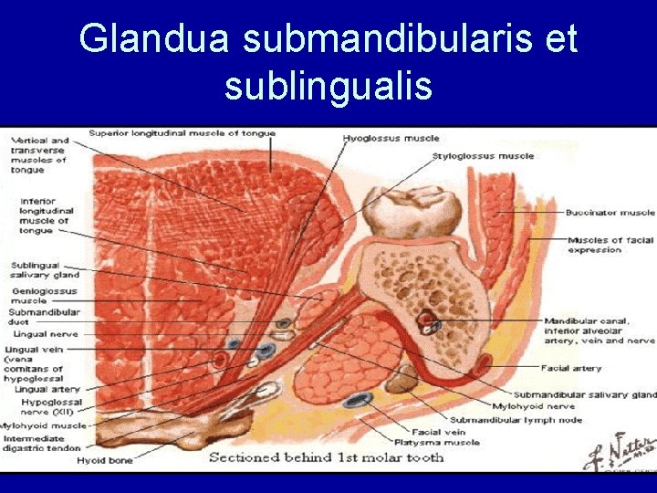 Glandua submandibularis et sublingualis 