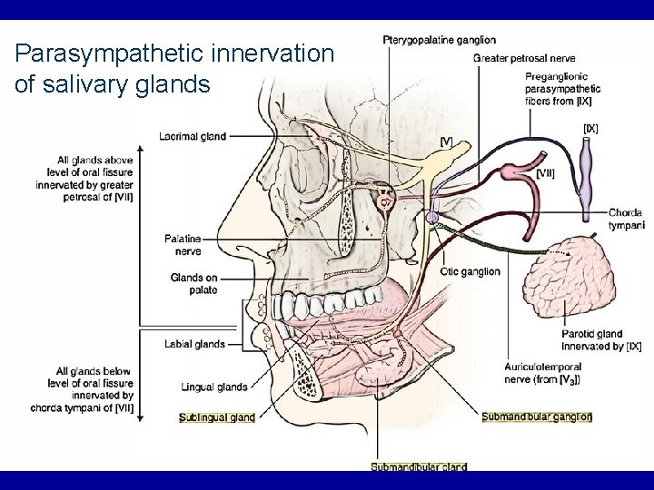Parasympathetic innervation of salivary glands 