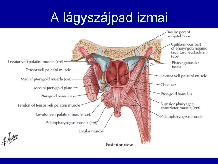 A lágyszájpad izmai 