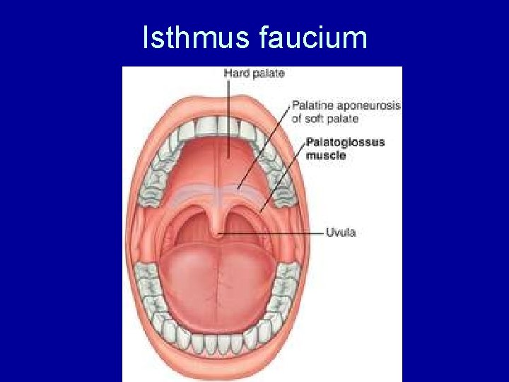 Isthmus faucium 