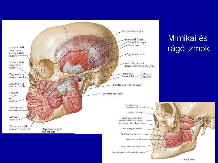 Mimikai és rágó izmok 
