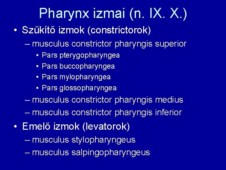 Pharynx izmai (n. IX. X. ) • Szűkítő izmok (constrictorok) – musculus constrictor pharyngis