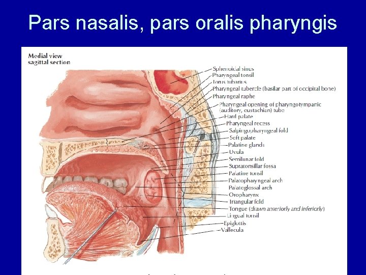 Pars nasalis, pars oralis pharyngis 