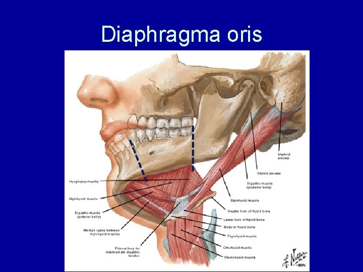 Diaphragma oris 
