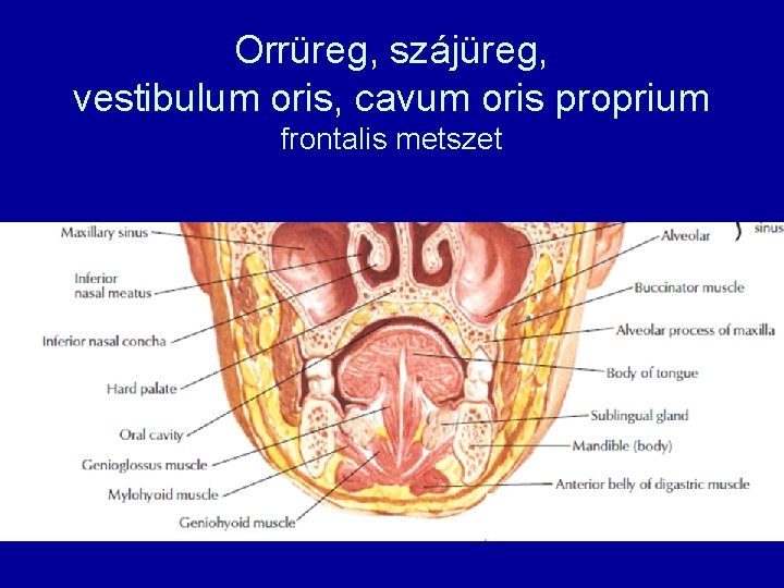 Orrüreg, szájüreg, vestibulum oris, cavum oris proprium frontalis metszet 