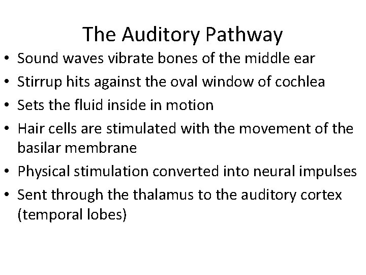The Auditory Pathway Sound waves vibrate bones of the middle ear Stirrup hits against