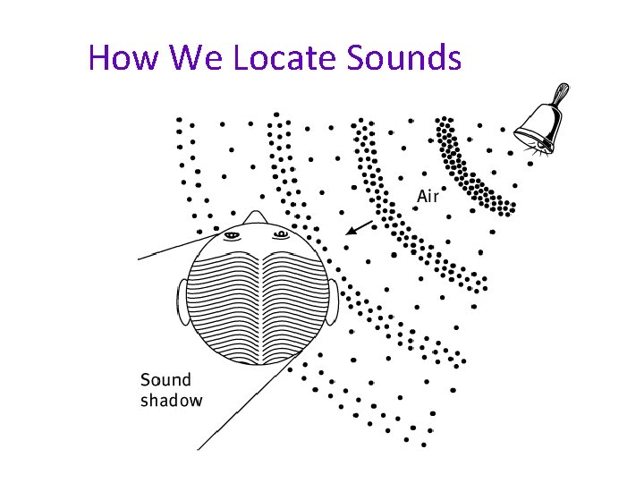 How We Locate Sounds 