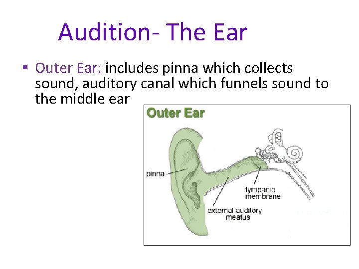 Audition- The Ear § Outer Ear: includes pinna which collects sound, auditory canal which