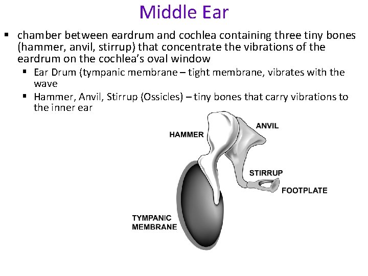 Middle Ear § chamber between eardrum and cochlea containing three tiny bones (hammer, anvil,