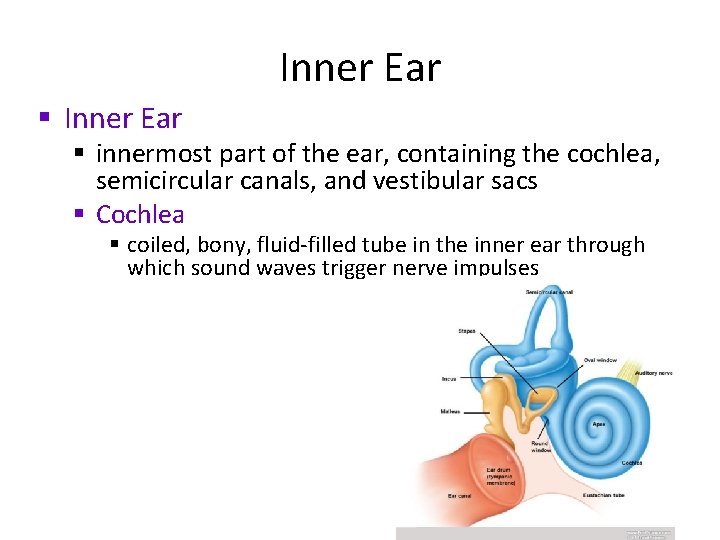 Inner Ear § innermost part of the ear, containing the cochlea, semicircular canals, and