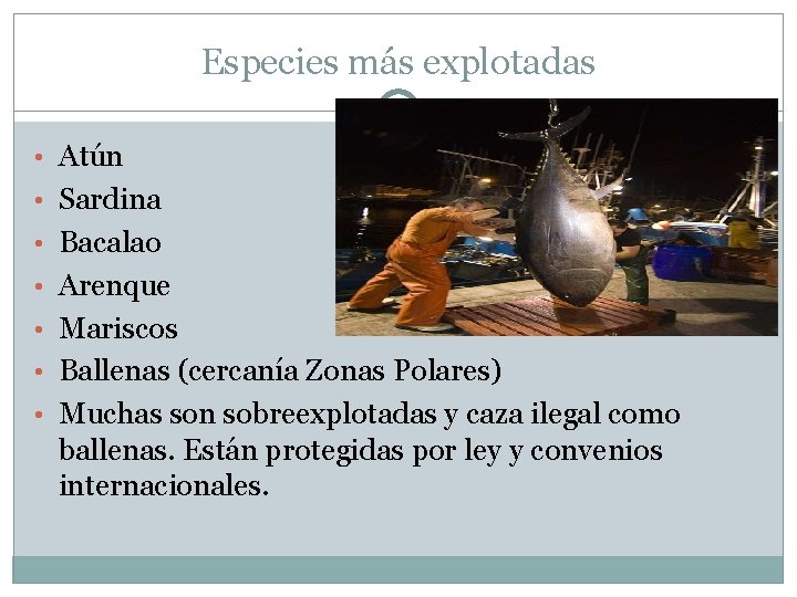 Especies más explotadas • Atún • Sardina • Bacalao • Arenque • Mariscos •