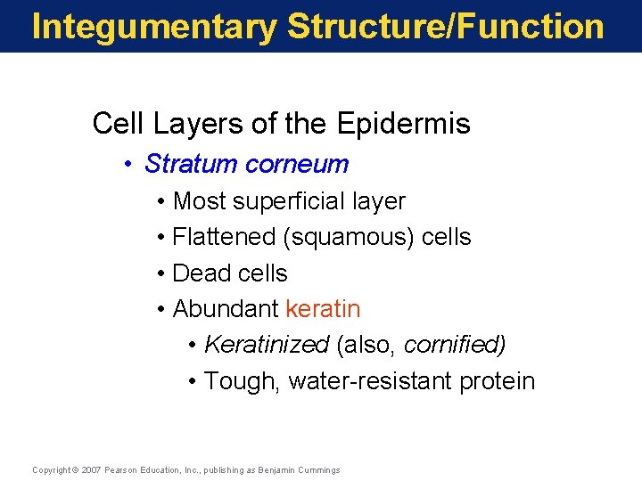 Integumentary Structure/Function Cell Layers of the Epidermis • Stratum corneum • Most superficial layer