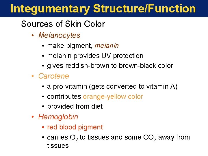 Integumentary Structure/Function Sources of Skin Color • Melanocytes • make pigment, melanin • melanin