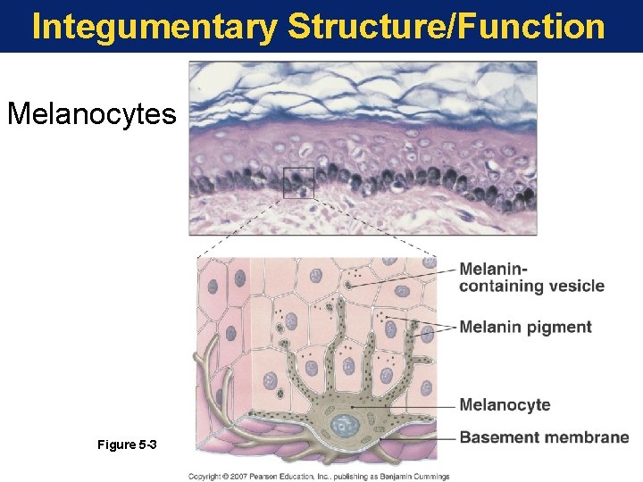 Integumentary Structure/Function Melanocytes Figure 5 -3 