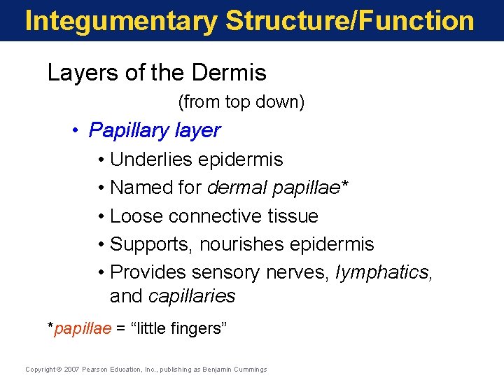 Integumentary Structure/Function Layers of the Dermis (from top down) • Papillary layer • Underlies