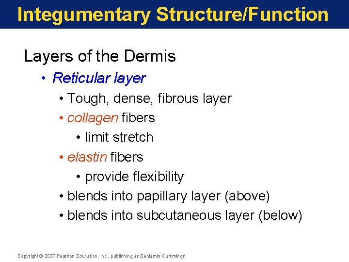 Integumentary Structure/Function Layers of the Dermis • Reticular layer • Tough, dense, fibrous layer